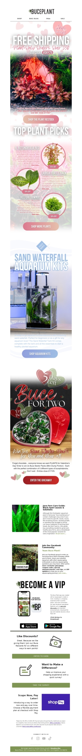 buce plant-valentines day email template