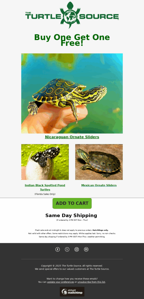 the turtle source-petcare email template