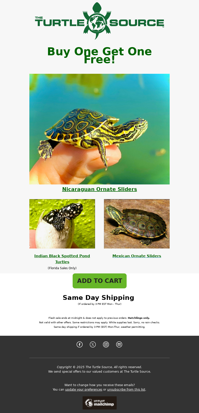the turtle source-petcare email template